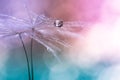 Water drop on a dandelion , colorful background with bokeh. beautiful abstract macro. Selective focus