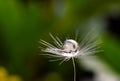 A water drop on a dandelion flower seed macro on green and yellow background Royalty Free Stock Photo