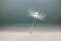 Water drop on dandelion seed