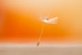 Water drop on dandelion seed