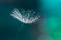 Water drop on a dandelion seed. Dandelion closeup.