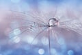 Water drop on a dandelion seed , multicolored background bokeh. Selective focus. Royalty Free Stock Photo