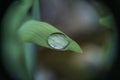 Water drop on a day-lily leaf Royalty Free Stock Photo