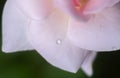 Water drop on a delicate rose flower petal close-up macro. Concept of freshness and delicacy Royalty Free Stock Photo