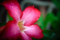 Water drop on Desert Rose