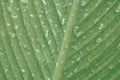 Water drop ,dew drops on green leaf texture ,nature background