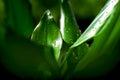 Water drop - drops on leaf after rain Royalty Free Stock Photo