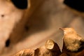 Water drop on a dry leaf, macro Royalty Free Stock Photo