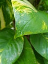 A water drop is on the edge of green leaf Royalty Free Stock Photo