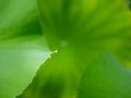 Water Drop on The Edge of Lotus Worship Leaf Royalty Free Stock Photo