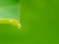 Water Drop on The Edge of Lotus Worship Leaf Royalty Free Stock Photo