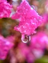 Water drop falling from pink flower