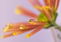 Water drop on flower Royalty Free Stock Photo