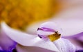 Water Drop on a Flower Petal Royalty Free Stock Photo