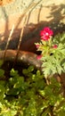 Water drop on the flower of verbena