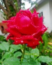 Water drop on flower