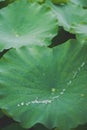 A water drop flows through a fresh lotus leaf with dewdrops in a small lotus pond in the countryside of Nanning, Guangxi, China Royalty Free Stock Photo