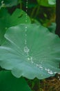 A water drop flows through a fresh lotus leaf with dewdrops in a small lotus pond in the countryside of Nanning, Guangxi, China Royalty Free Stock Photo