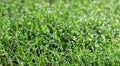 Water drop on fresh grass in morning