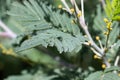 Water drop on fresh green bipinnate leaf