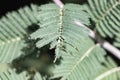 Water drop on fresh green bipinnate leaf