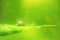 Fresh green leaf with spring blur background Royalty Free Stock Photo