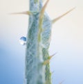 Water drop on the fresh shoot. Super Macro