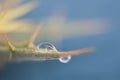 Water drop on the fresh shoot. Super Macro