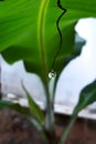 Water drop