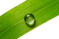 Water drop on grass Royalty Free Stock Photo