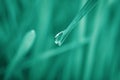 Water drop on grass blade against background, closeup. Toned in green Royalty Free Stock Photo