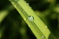 Water drop on the grass Royalty Free Stock Photo