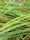 Water drop on grass in the forest