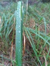 Water drop on grass in the forest