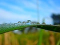 Dew on The Grass, Morning Royalty Free Stock Photo