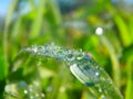Dew on The Grass, Morning Royalty Free Stock Photo
