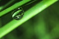 Water drop on grass in macro