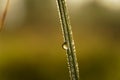 Big water drop Water on green leaf. Beautiful leaf with drops of water. Royalty Free Stock Photo