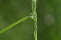 Water drop on grass Royalty Free Stock Photo