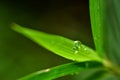Water drop on green bamboo leaf with blurred background Royalty Free Stock Photo