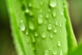 Water drop on green bamboo leaf with blurred background Royalty Free Stock Photo