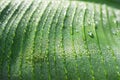 Water drop on green banana leaves background Royalty Free Stock Photo