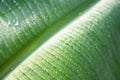 Water drop on green banana leaves background. Royalty Free Stock Photo