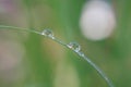 Water drop green grass Royalty Free Stock Photo