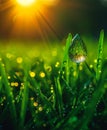 Water drop on the green grass Royalty Free Stock Photo