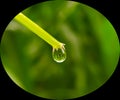 Water drop on green grass