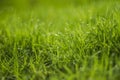 Water drop on green grass Royalty Free Stock Photo