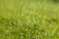 Water drop on green grass Royalty Free Stock Photo