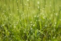 Water drop on green grass Royalty Free Stock Photo