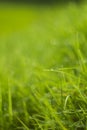 Water drop on green grass